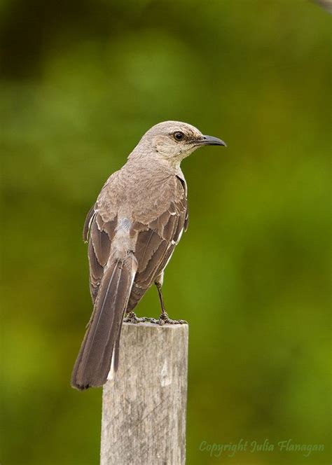 Northern Virginia Wild Birds Unique Rare Bird