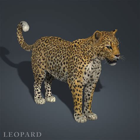 Leopard Fur 3d Model