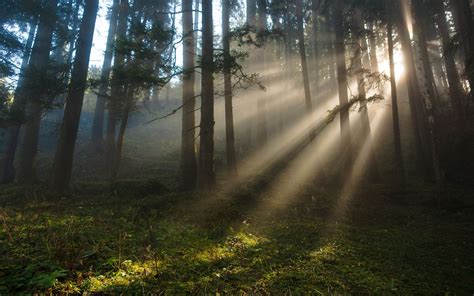 Sfondi Luce Del Sole Paesaggio Foresta Natura Riflessione Erba