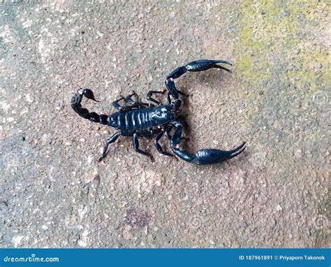 Big Black Scorpion Lives In The Wilderness And Hides Under A Burrow