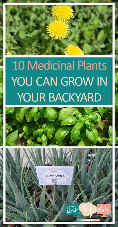 You can also plant them near your onions to get rid of onion flies. 10 Medicinal Plants You Can Grow In Your Backyard