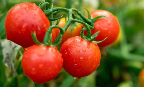 10 Best Tomatoes To Grow In Florida 2022 The Gardening Dad