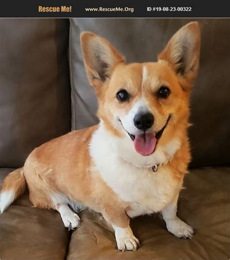 Adopt 19082300322 ~ Corgi Rescue ~ Lewisville Tx