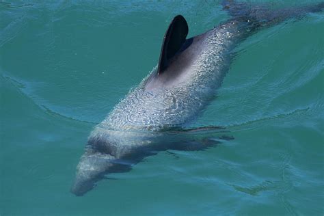 Hectors Dolphin Cephalorhynchus Photograph By David Wall Fine Art