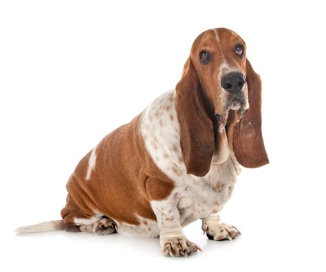 Basset Hound Dog Breed Info And Characteristics