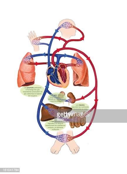Blood Circulation And Role Of The Organs Pulmonary Circulation And