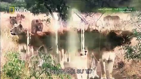 Lion Battle Zone African Animals Wildlife Documentary Full