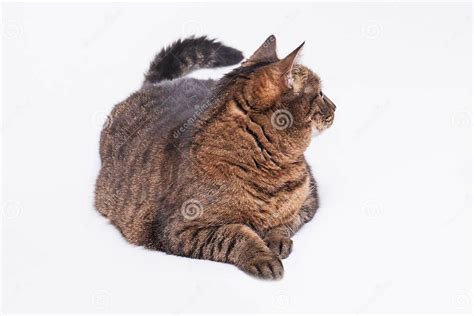 Large Adult Tabby Cat Laying On Side Isolated On White Background