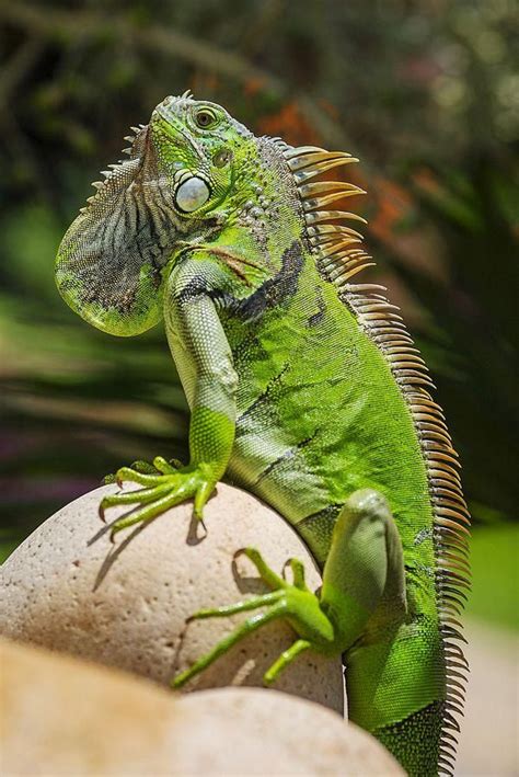 Iguana Is A Genus Of Herbivorous Lizards Native To Tropical Areas Of Mexico Central America