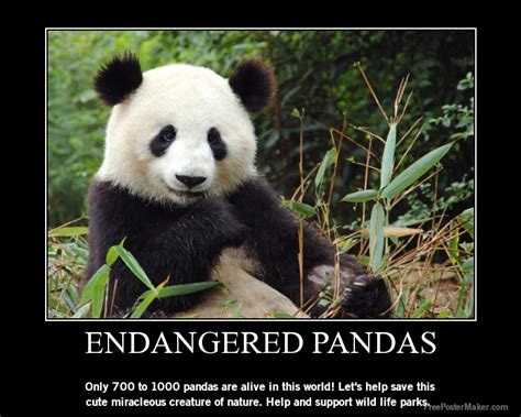 Endangered Pandas Zoo Animals