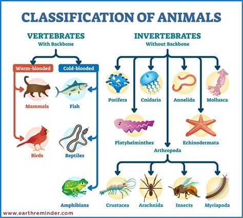 What Are The Classification Of Animals Earth Reminder