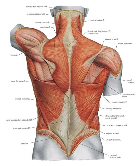 Diagram Back Muscles Human Anatomy Diagram Body Anatomy Human