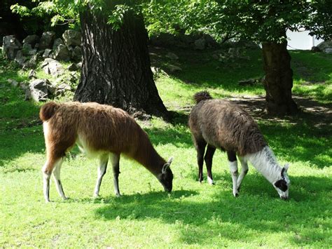 Free Images Nature Animal Wildlife Zoo Herd Pasture Grazing