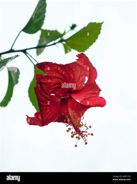 Beautiful Red Hibiscus Flower On White Background Stock Photo Alamy