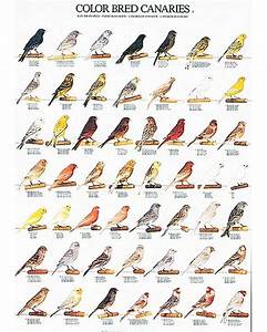 Color Bred Canary Part 1 Poster Canary Birds Bird Breeds Pet Birds
