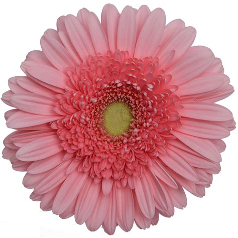 Gerbera Daisy Light Pink Light Center Pick Up Flower Catalog