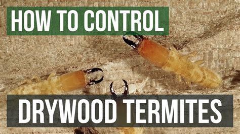 How To Control Drywood Termites Youtube
