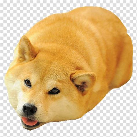 Share the best gifs now >>> Dog breed Shiba Inu Akita Doge Meme, meme transparent ...