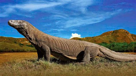 Pashudhan And Animal Science Komodo Dragon Largest Living Lizards