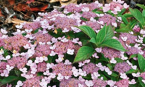Erfahren sie hier, wann sie hortensien am besten umpflanzen. Hortensien-Pflanzen + COMPO-Dünger | Groupon Goods
