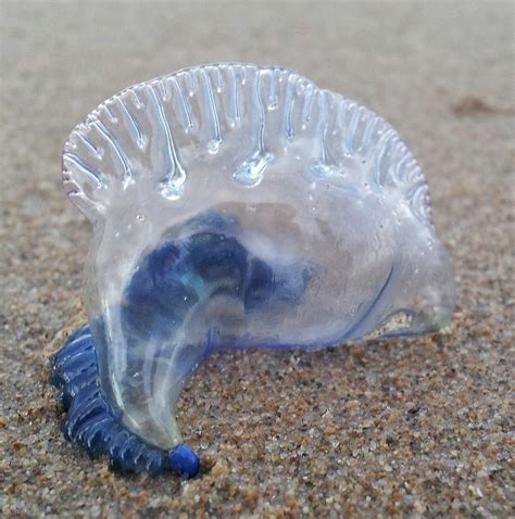 Baby Blue Bottle Jellyfish Patrea Blipfoto