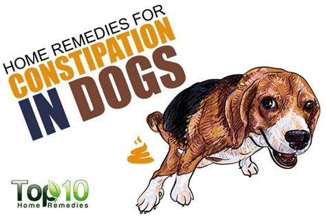 Home Remedies For Constipation In Dogs Top 10 Home Remedies