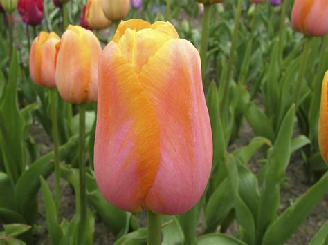 Tulipa Anddordogneand 5 Tulip Anddordogneand Bulbsrhs Gardening