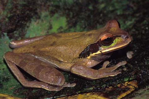 Mexican Burrowing Tree Frog Alchetron The Free Social Encyclopedia