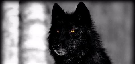 Black Wolf Red Eyes Anime