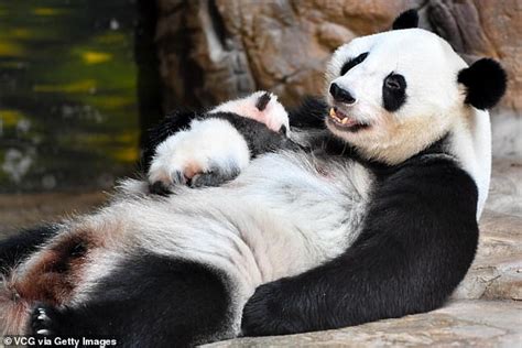 Mother Panda Carries Cub In Her Mouth So It Doesnt Get Cold In The