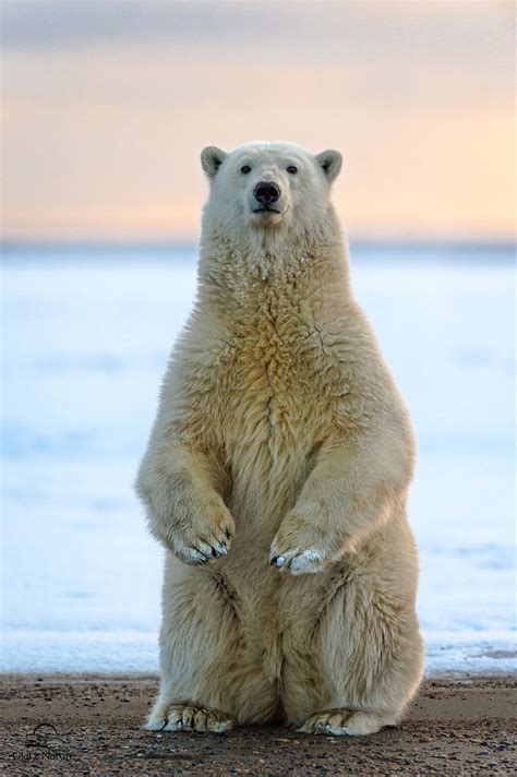Psbattle Polar Bear In Alaska Usa Rphotoshopbattles