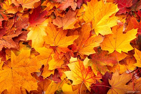 Orange Maple Leaves Wallpaper Download Maple Leaf Hd Wallpaper Appraw