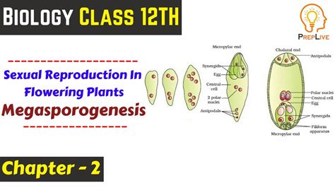 Megasporogenesis Sexual Reproduction In Flowering Plants Class 12