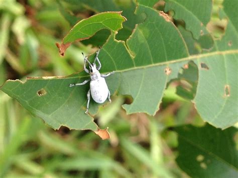 Whats This White Leaf Eating ‘tick Like ‘beetle Type Bug