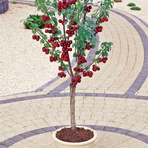 We did not find results for: Mighty Midget Dwarf Sweet Cherry Tree | Beautiful Gardens ...