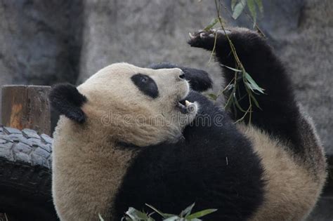 Funny Pose Of Giant Panda In China Stock Image Image Of Eating Giant