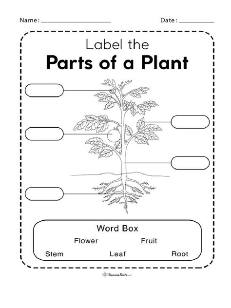 Grade 3 Chapter 41 Parts Of Flowering Plant Worksheet Pdf