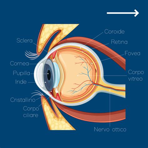 L Anatomia Dell Occhio Umano Ottica M