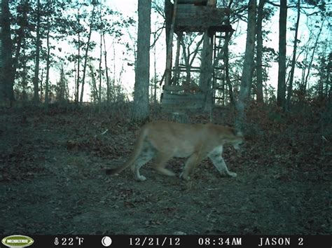 Quartet Of Missouri Cougar Sightings Continue Trend