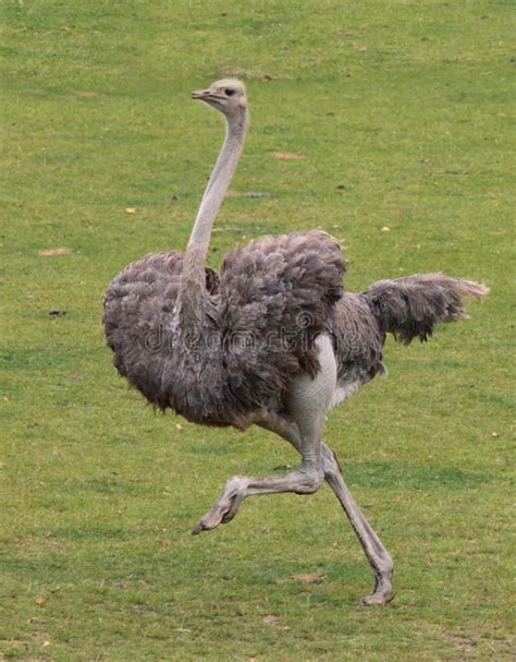 An Ostrich Is Running In The Grass