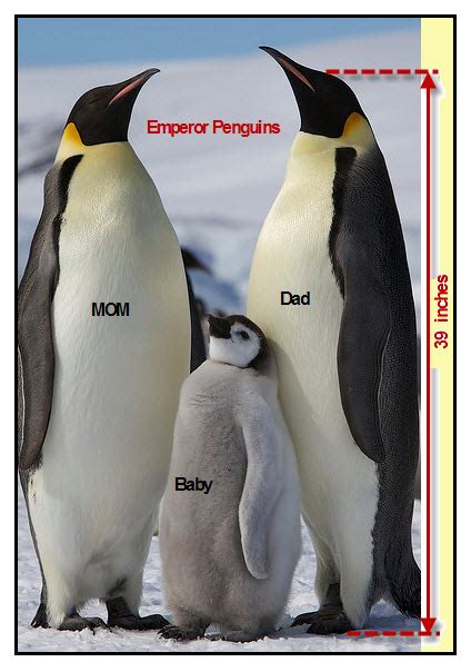 Emperor penguins are approximately 47 inches tall. Emperor Penguins | VanCleave's Science Fun