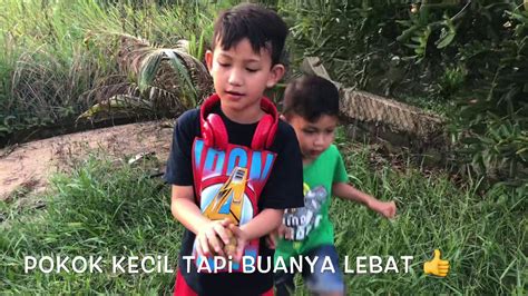 Berbudi pada tanah, saya rasa semua orang tahu perumpamaan itu kan? BERBUDI PADA TANAH POKOK LONGAN KELUARKAN HASILNYA - YouTube