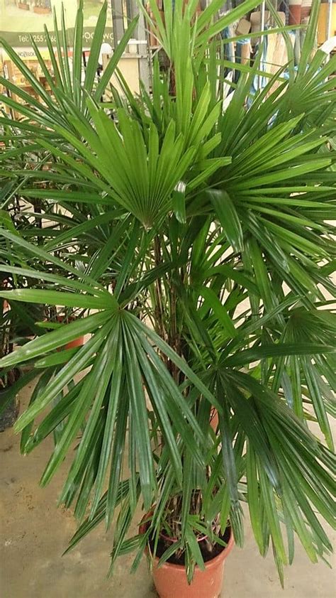 Plant Lady Palm Learn Along With Me