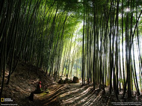 47 Bamboo Forest Japan Computer Wallpapers Wallpapersafari