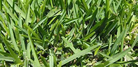 types of lawn grass identification guide to sod types pictures