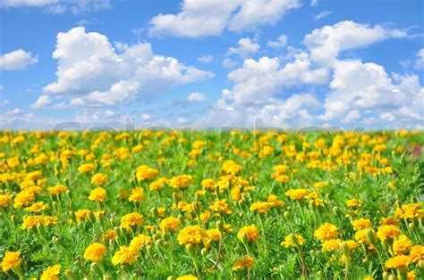Field Of Beautiful Yellow Flowers And Perfect Blue Sky In Sunny Summer