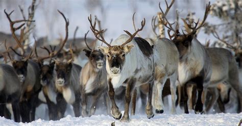80000 Reindeer Have Starved To Death In Siberia Because Of Melting Sea