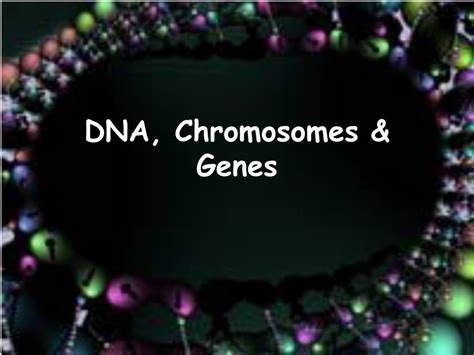 Ppt Dna Chromosomes And Genes Powerpoint Presentation Free Download