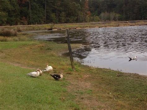 Maybe you would like to learn more about one of these? Landscape - Picture of Roosevelt State Park, Morton ...