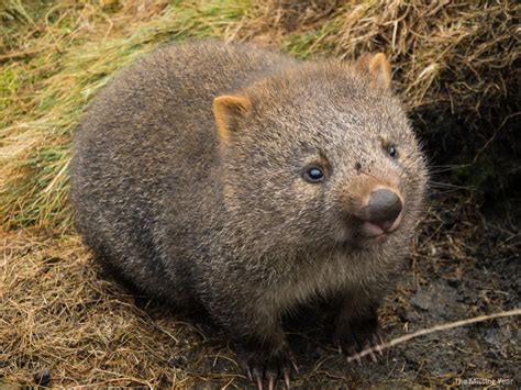 Cradle Mountain Land Of The Wombats The Missing Year